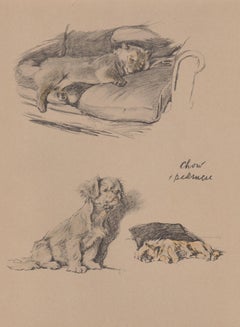 Chow e pechinese (Pekingnese), litografia di Cecil Aldin 1930 per cuccioli di cane