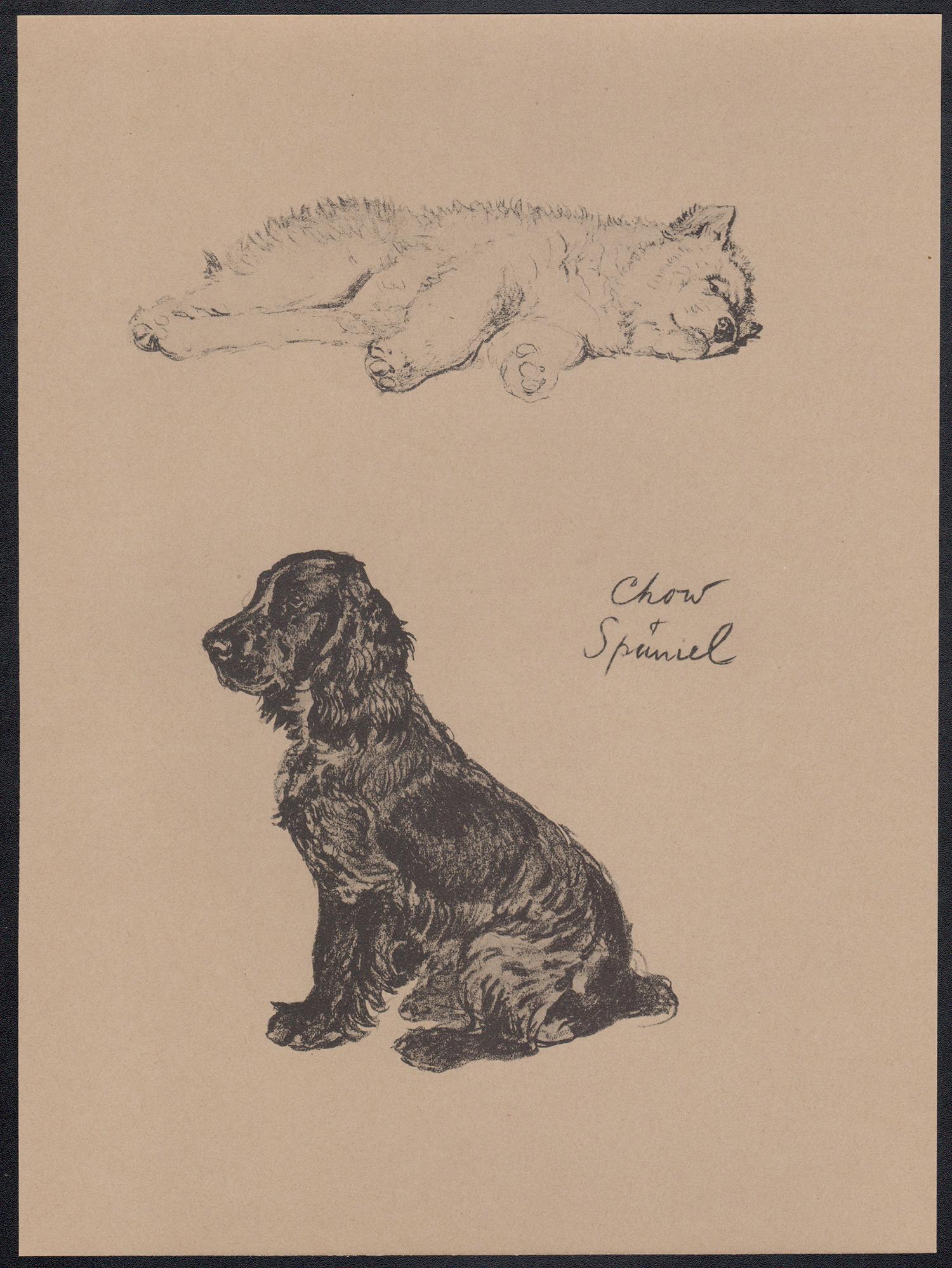 Chow y Spaniel, litografía canina de Cecil Aldin de 1930 1