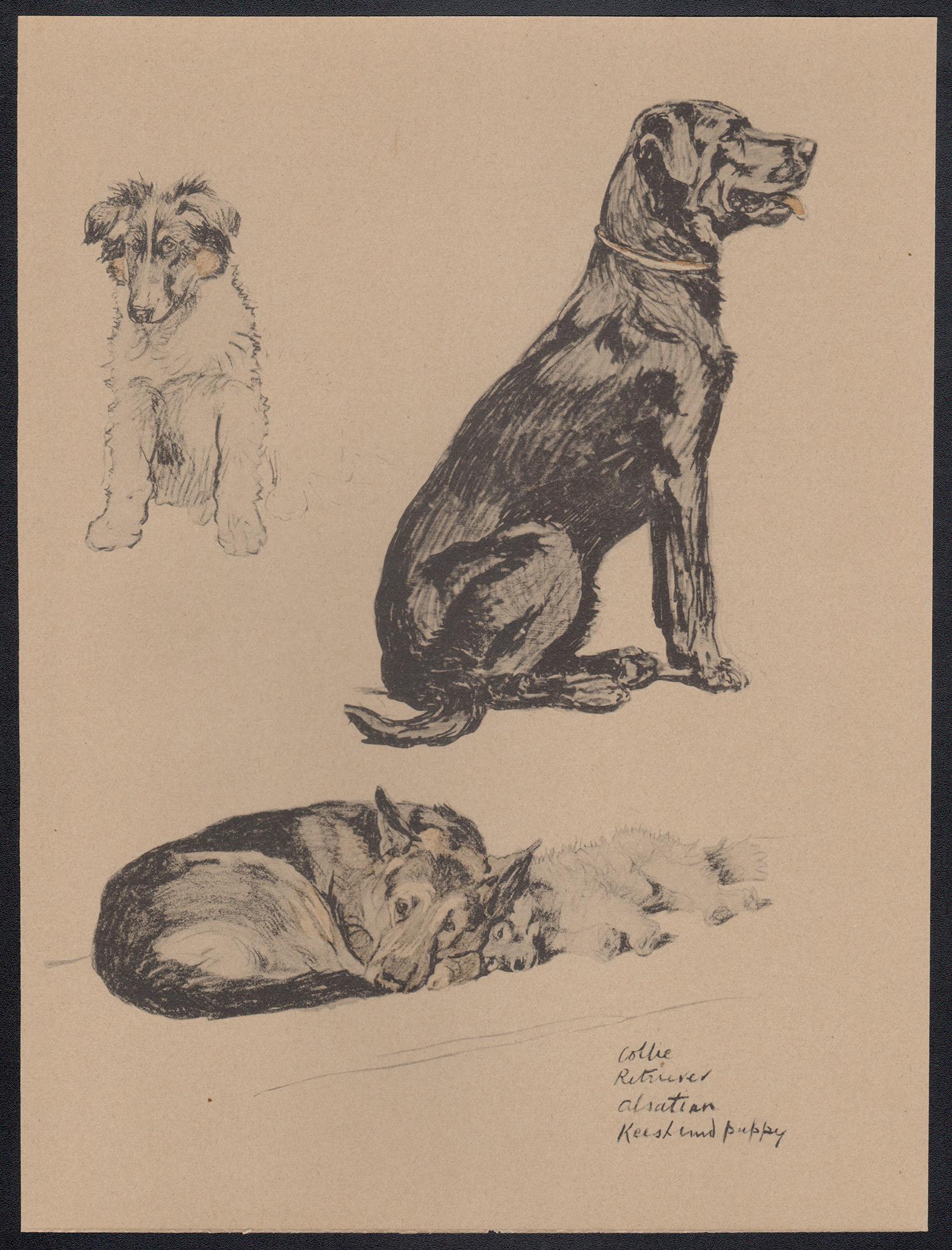 Collie, Retriever, Alsatian, Keeshond puppy, Cecil Aldin puppy dog lithograph 1
