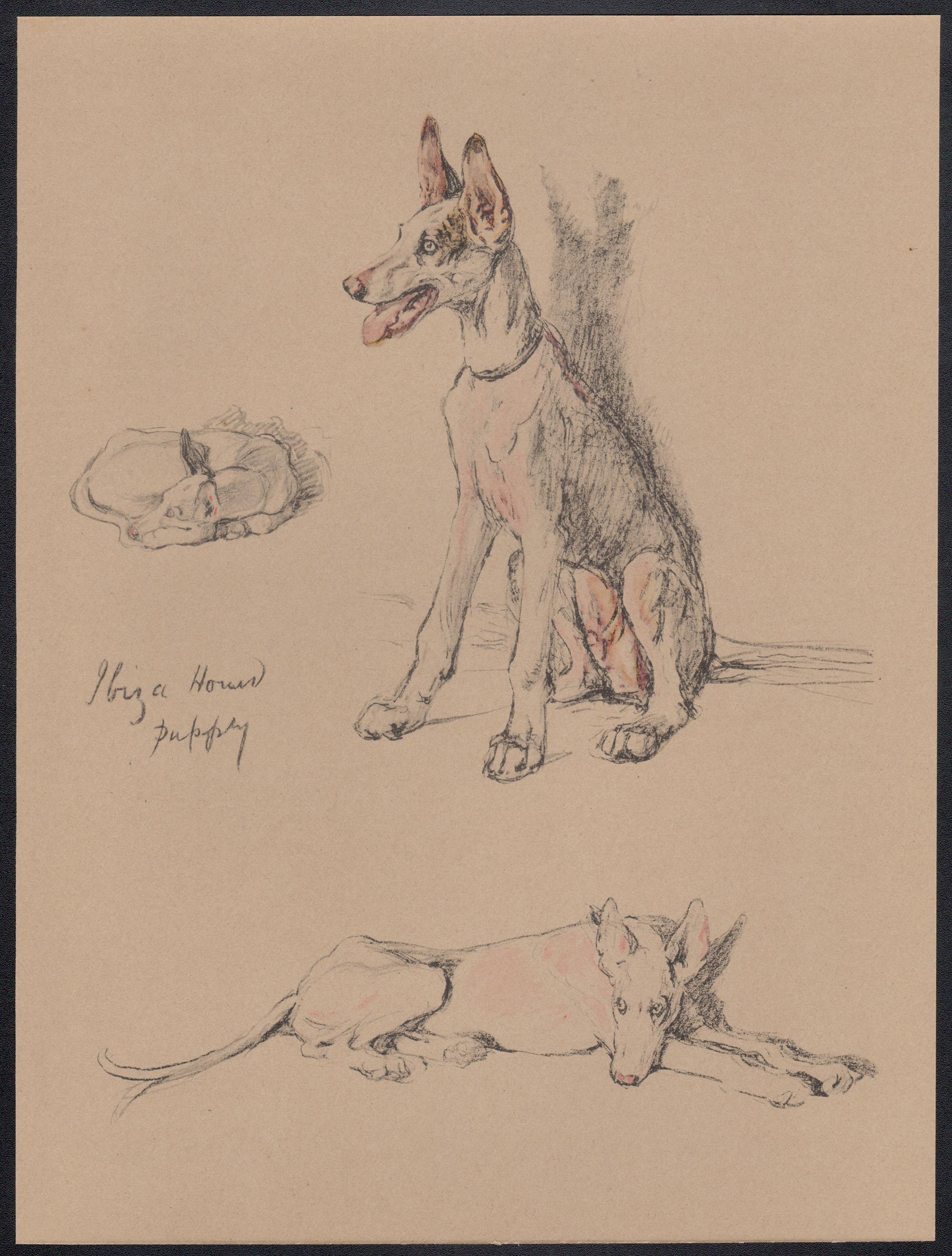Cucciolo di cane da caccia, litografia di Cecil Aldin del 1930 in vendita 1