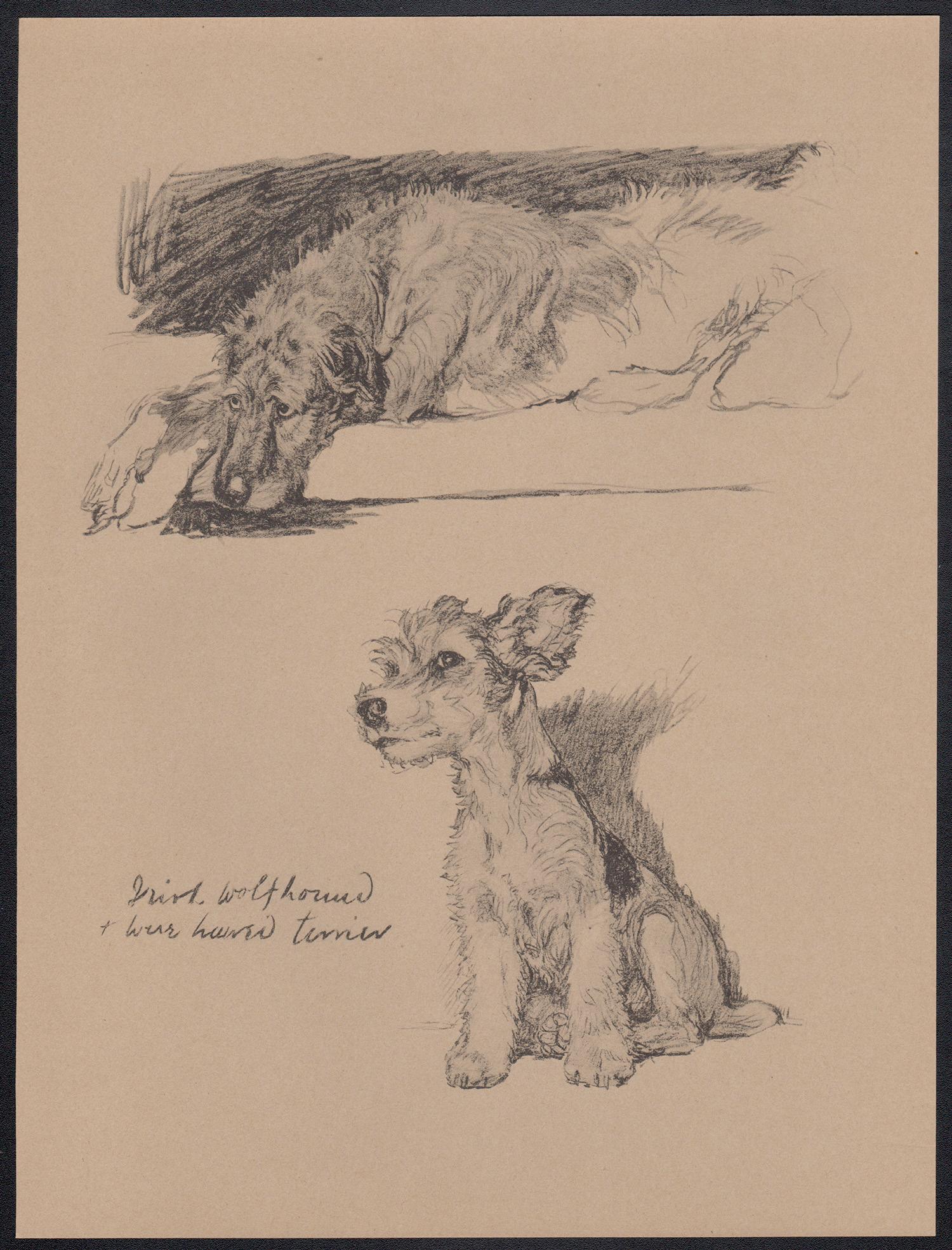 Irish Wolfhound e Wire Haired Terrier, litografia per cani di Cecil Aldin del 1930 in vendita 1