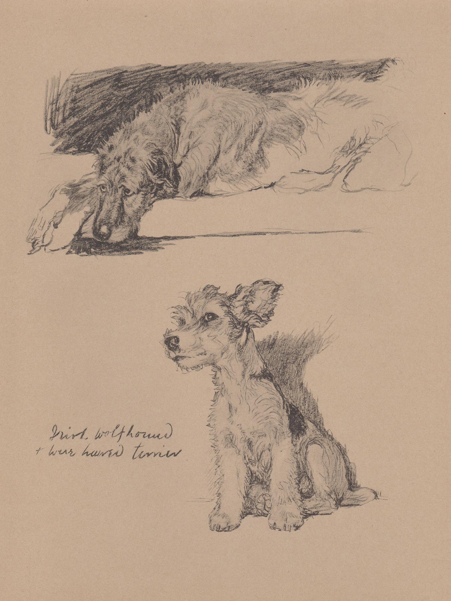 Irish Wolfhound e Wire Haired Terrier, litografia per cani di Cecil Aldin del 1930