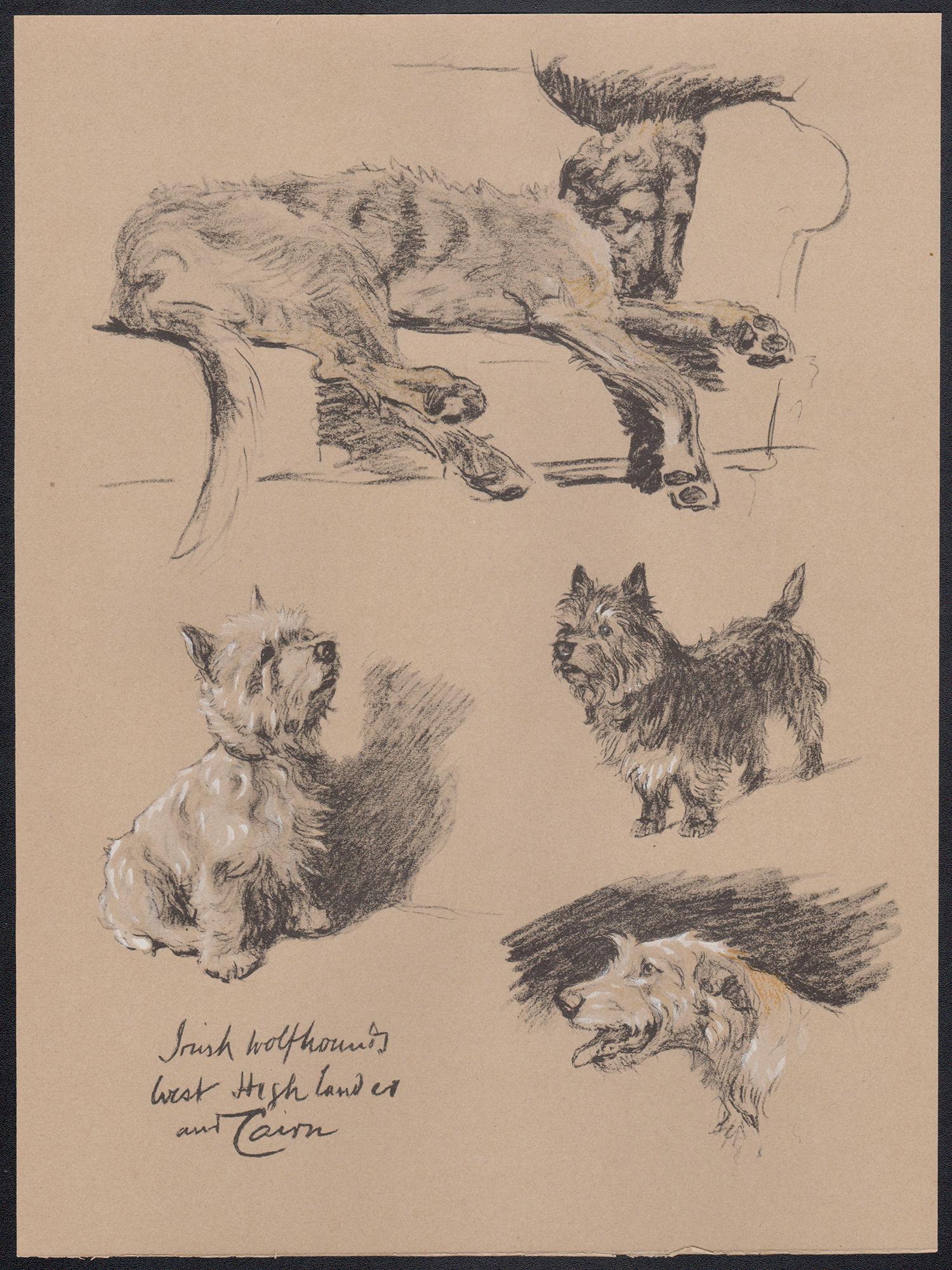 Irish Wolfhound, West Highland and Cairn terriers, Cecil Aldin dog lithograph 1