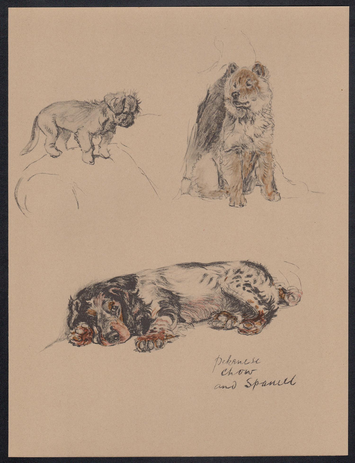 Pekingnese, Chow and Spaniel, Cecil Aldin 1930s puppy dog lithograph For Sale 1