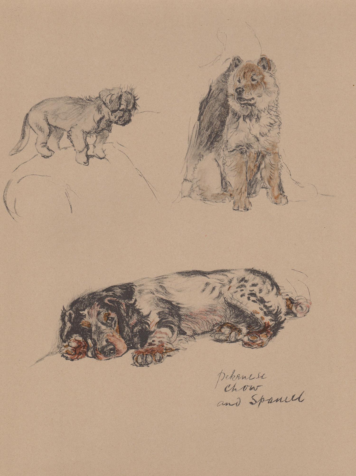Pekingnese, Chow e Spaniel, litografia di Cecil Aldin del 1930 con cuccioli di cane