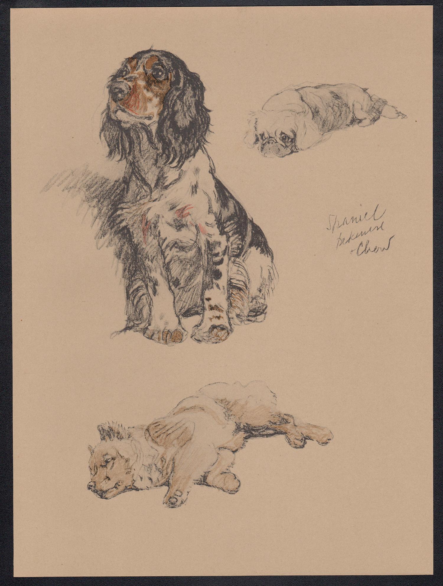Spaniel, Pequinés y Chow, litografía canina de Cecil Aldin de 1930 1