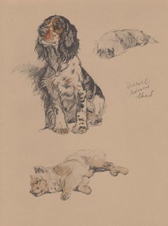 Spaniel, Pekingnese e Chow, litografia per cani di Cecil Aldin del 1930