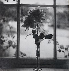 Flower Study, Window Sill