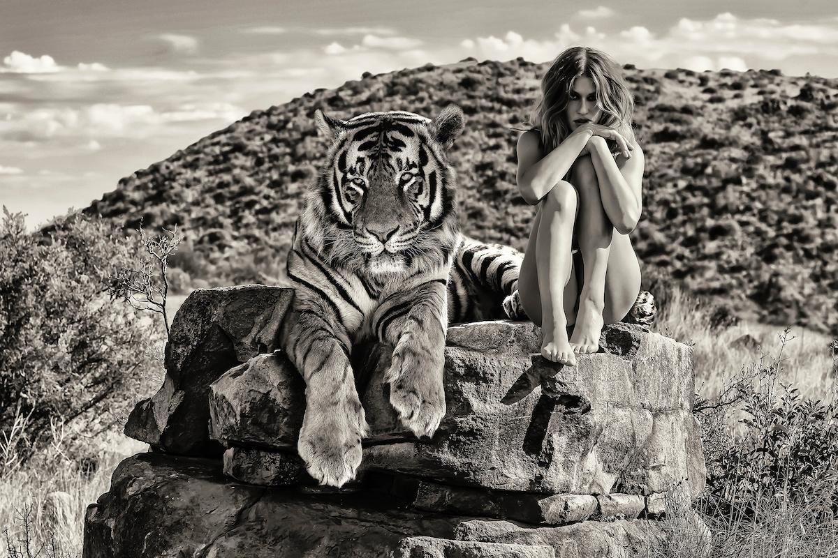 "On Kumba's Rock",  black and white photograph of a tiger by Cécile Plaisance.

In her new series of black and white photographs, taken in South Africa, Cécile Plaisance immerses her models in a nature that is unfortunately in danger, free and in
