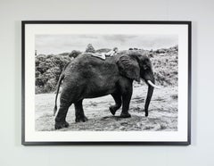 "On Tembo's Back", photography by Cécile Plaisance (39.7x55.5in), 2022