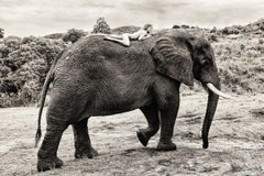 "On Tembo's Back", photography by Cécile Plaisance (39.7x55.5in), 2022