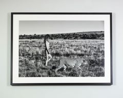 "Promenade with Zambizi", photography by Cécile Plaisance (39.7x55.5in), 2022