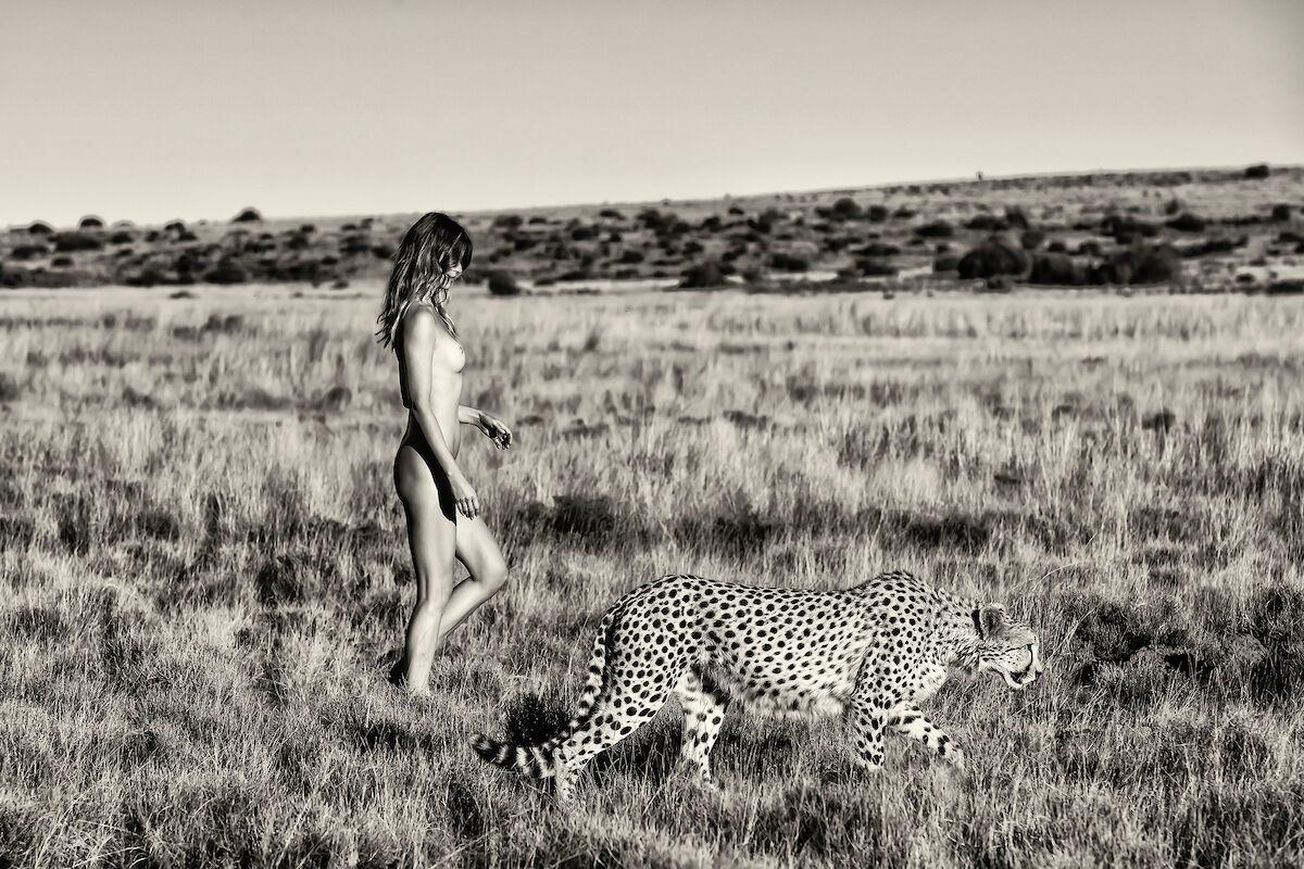"Promenade with Zambizi", black and white photograph of a cheetah by Cécile Plaisance.

In her new series of black and white photographs, taken in South Africa, Cécile Plaisance immerses her models in a nature that is unfortunately in danger, free