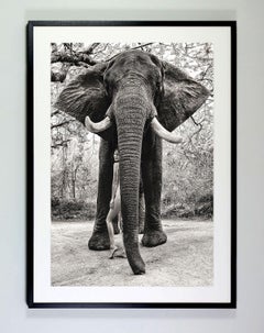 "Under Tembo's protection", photography by Cécile Plaisance (68x48in), 2022