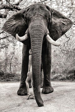 "Under Tembo's protection", photography by Cécile Plaisance (68x48in), 2022