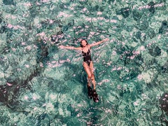 View from the Sky: Fin & Whale Shark