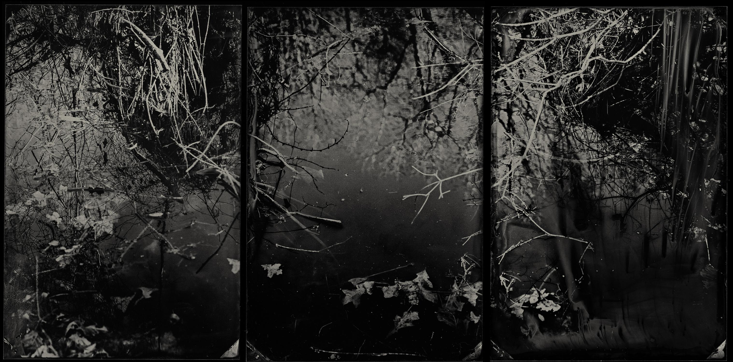 At Old Augusta Road - wet plate collodion - naturalism - landscape photography - Photograph by Cecilia Montalvo & Charlie McCullers