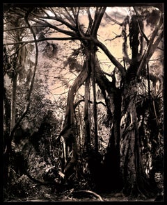 'Barrier Island, Study No. 41, Cayo Costa, Florida' southern photography