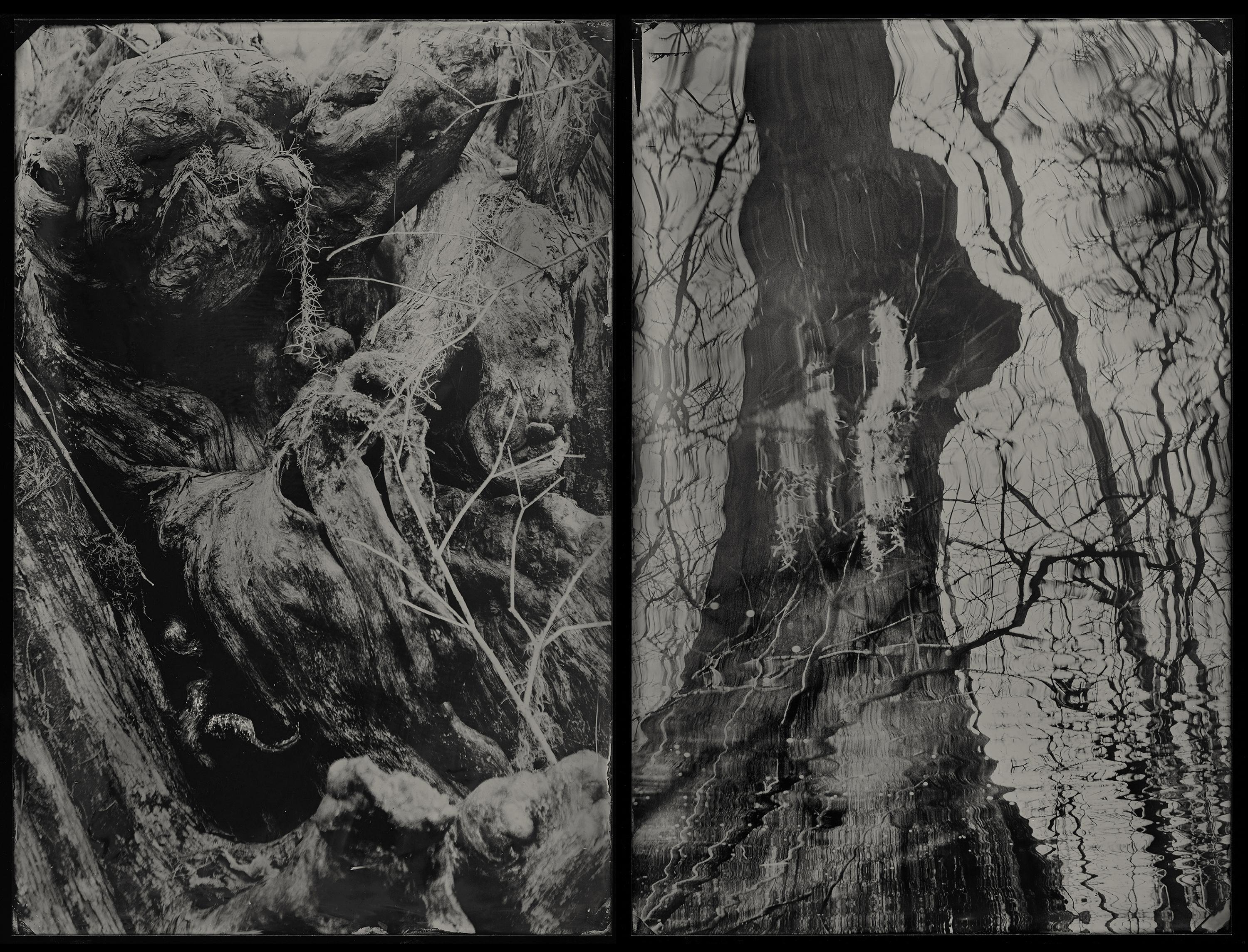 Ébène croisé - collodion à plaques humides - naturalisme - photographie de paysage - Photograph de Cecilia Montalvo & Charlie McCullers