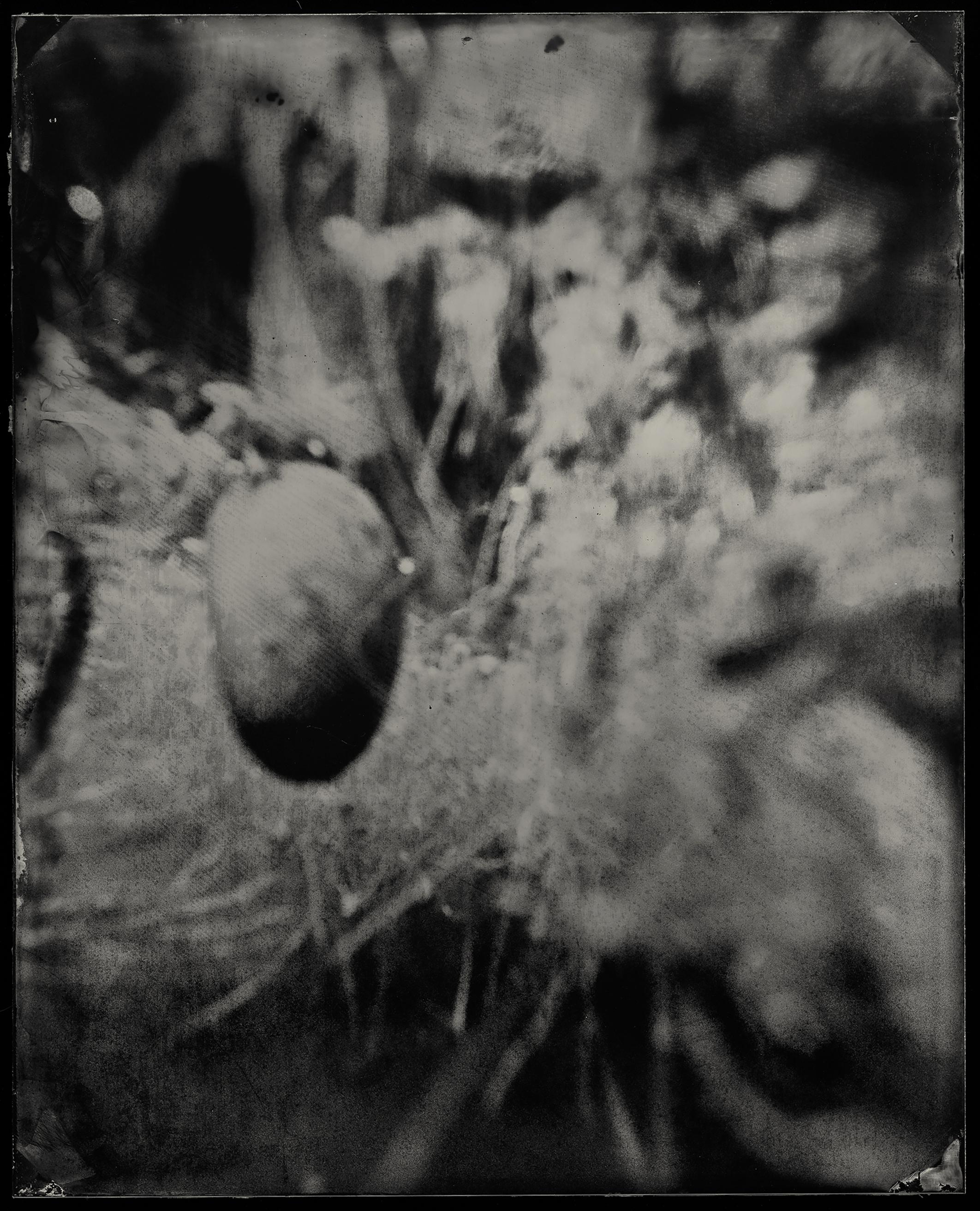 Vida embrionaria - pantano - agua - fotografía sureña - ciprés - Photograph de Cecilia Montalvo & Charlie McCullers