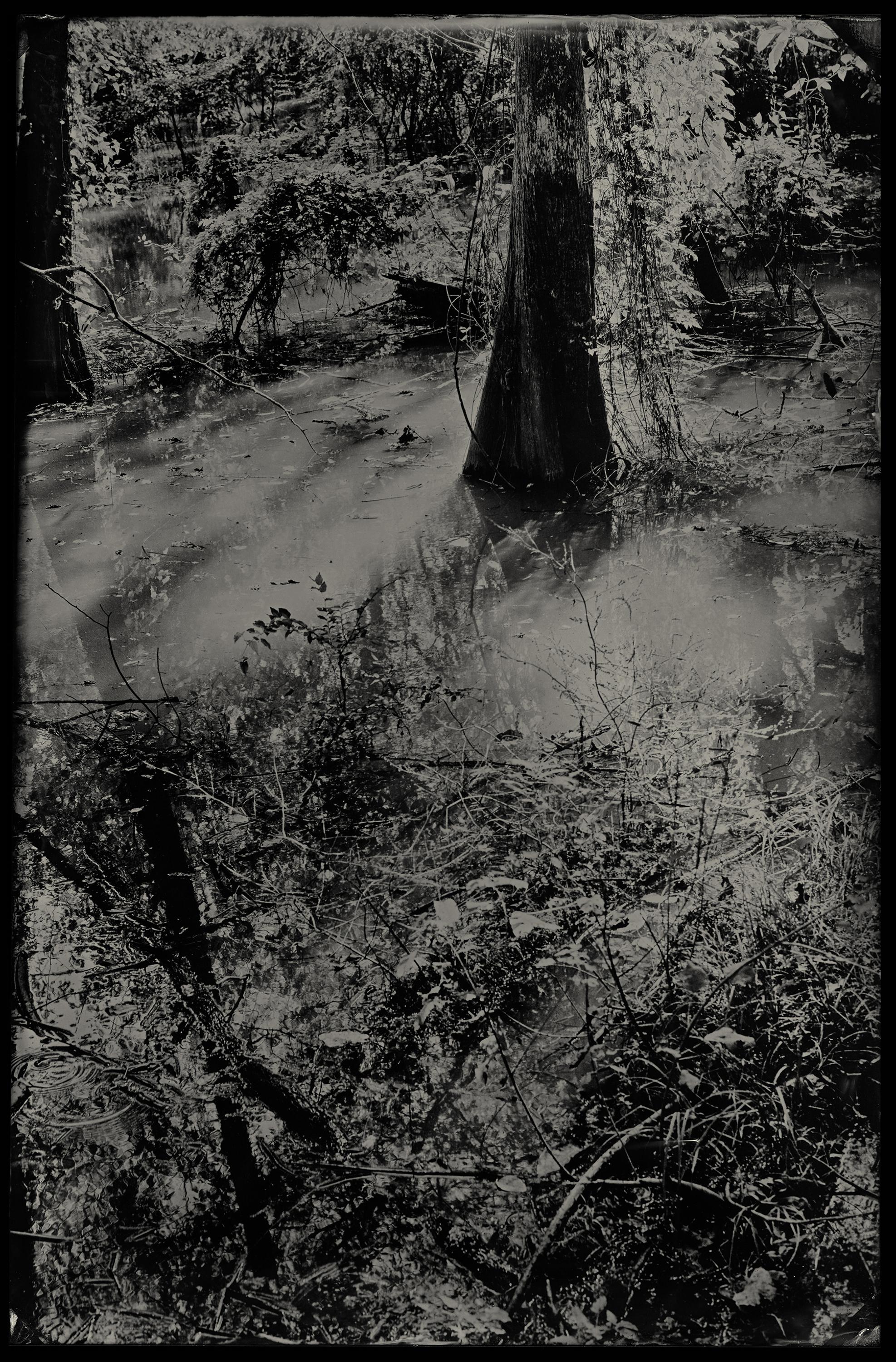 Fall of Light - collodion à plaque humide - photographie de paysage - arbre - Photograph de Cecilia Montalvo & Charlie McCullers