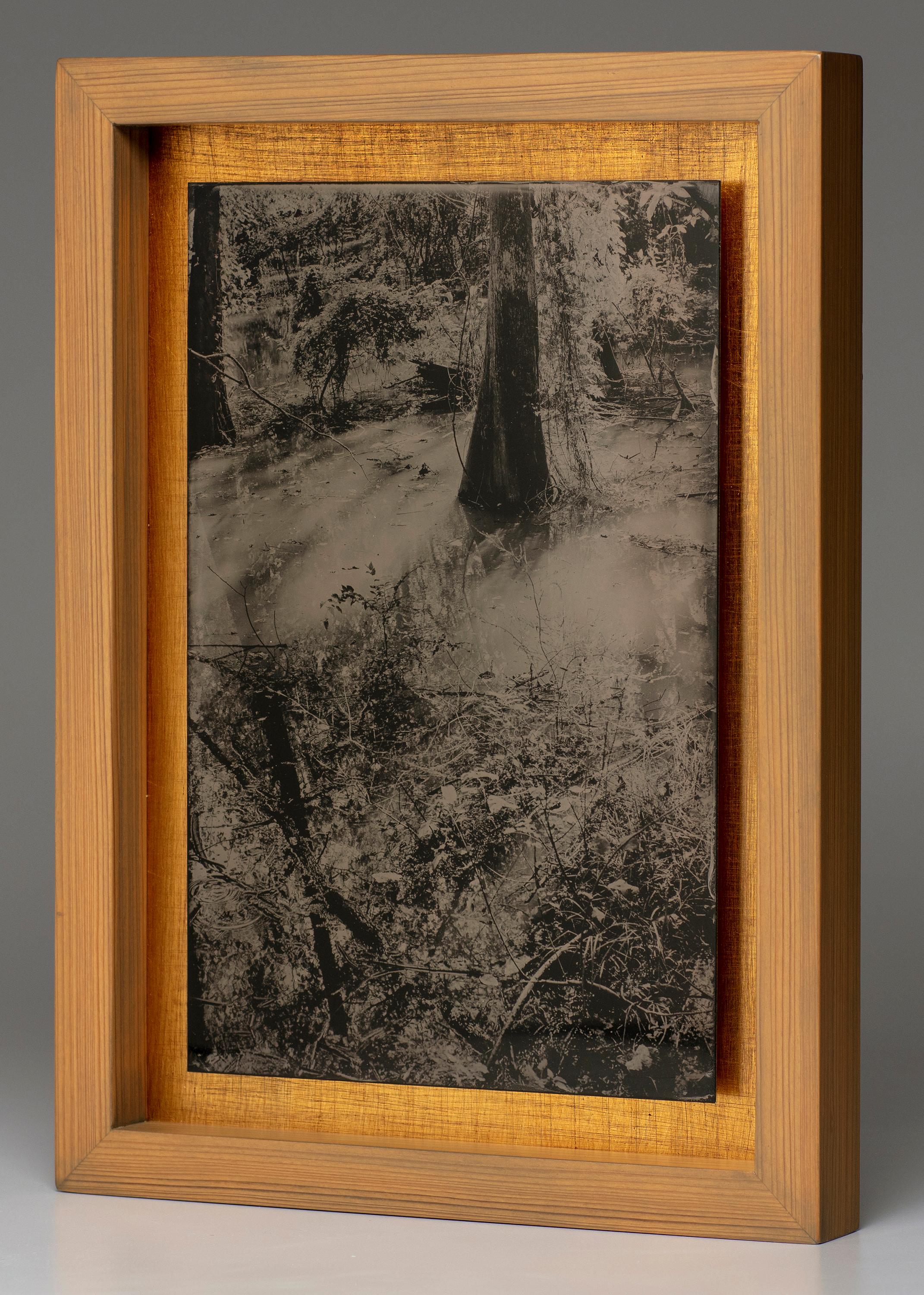 Cecilia Montalvo & Charlie McCullers Landscape Photograph - Fall of Light - wet plate collodion - landscape photography - tree