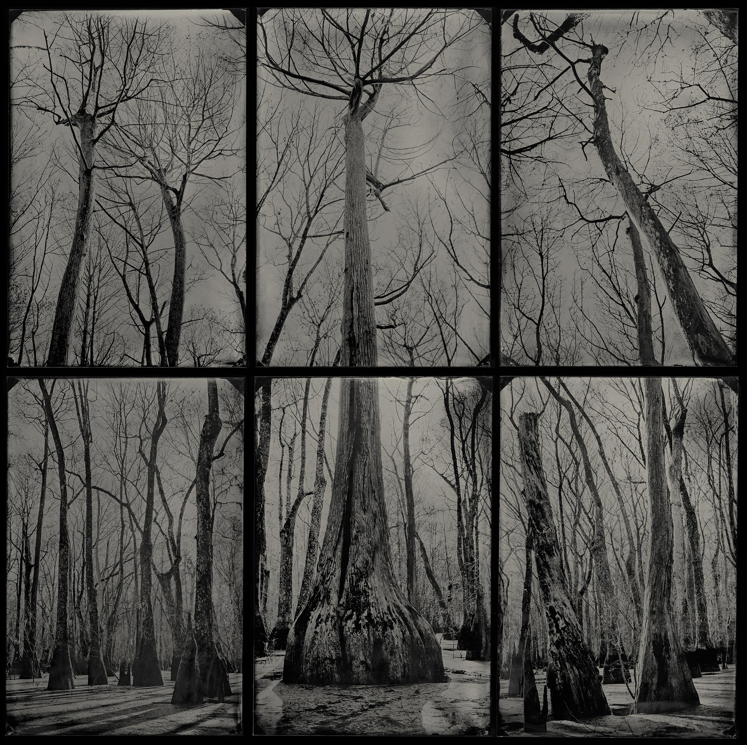 In the Shadow of the Mother - wet plate collodion - landscape photography - tree - Photograph by Cecilia Montalvo & Charlie McCullers