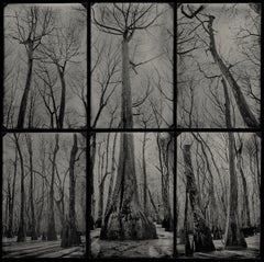 In the Shadow of the Mother - wet plate collodion - landscape photography - tree