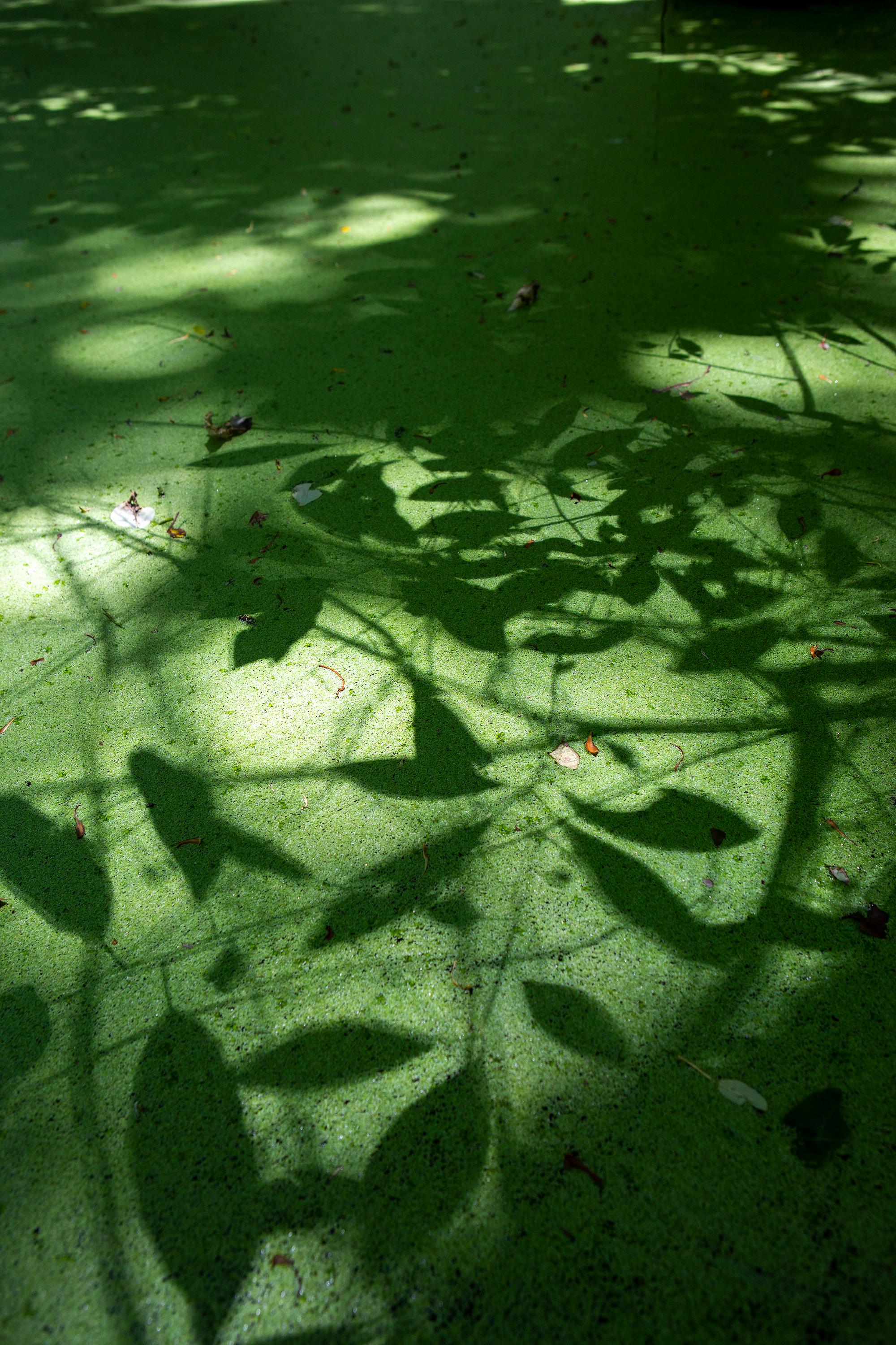 Keyholes of Light No. 23 - swamp - water - southern photography - cypress - Photograph by Cecilia Montalvo & Charlie McCullers