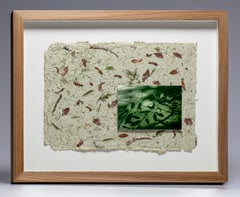 Keyholes of Light No. 30 - swamp - water - southern photography - cypress