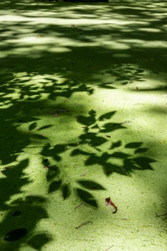 Light Bridge - swamp - water - southern photography - cypress