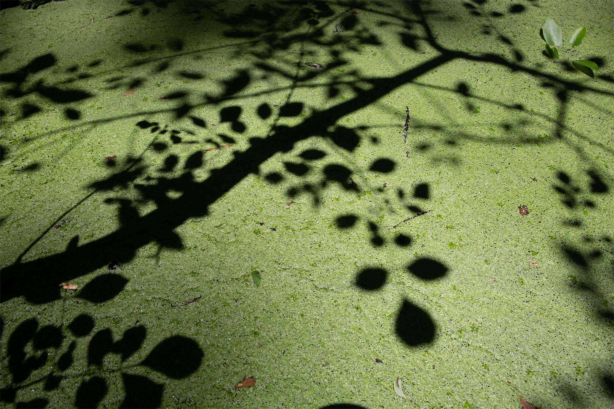 Light Painting - swamp - water - southern photography - cypress - Photograph by Cecilia Montalvo & Charlie McCullers