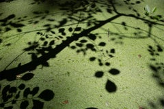 Light Painting - swamp - water - southern photography - cypress