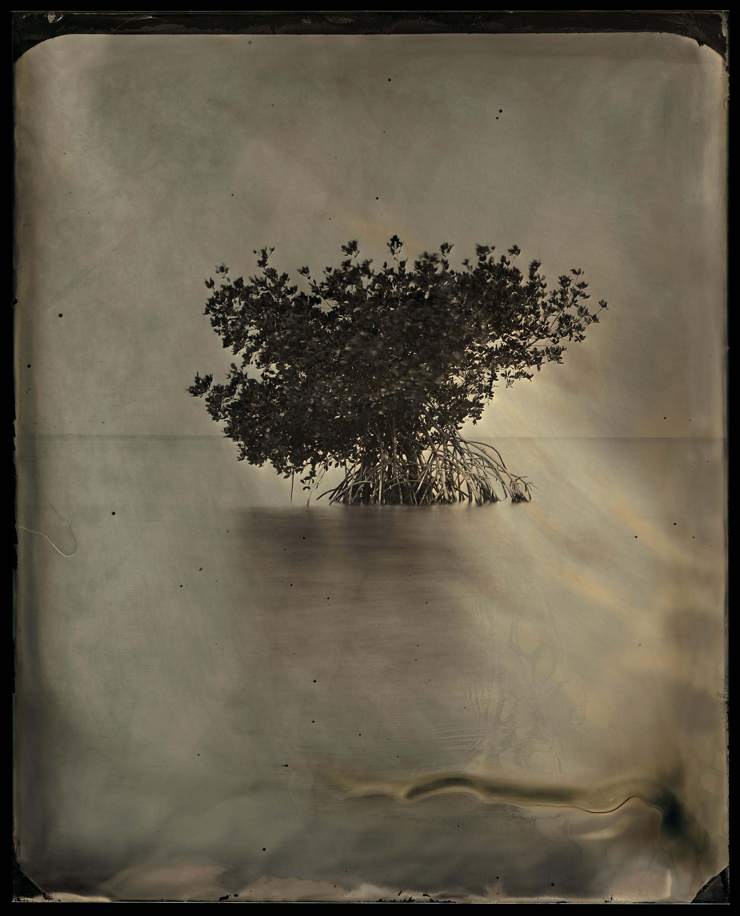 ''Mangrove solitaire, étude n° 30, Charley's Pass, Floride'' - photographie du sud