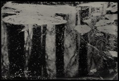 Mirror World - wet plate collodion - landscape photography - water