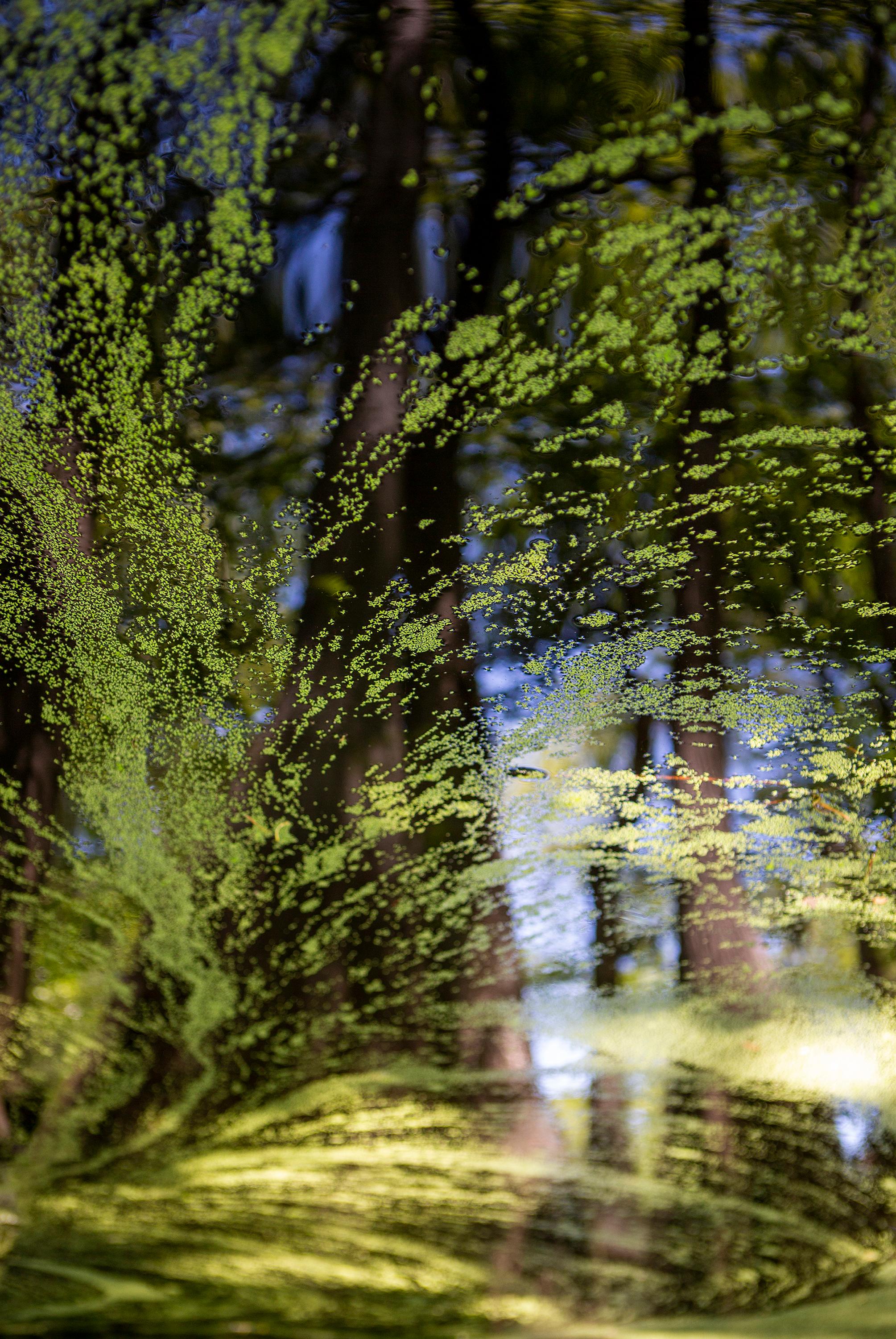 Nature Painting Ebenezer No. 1 - swamp - water - southern photography - Photograph by Cecilia Montalvo & Charlie McCullers