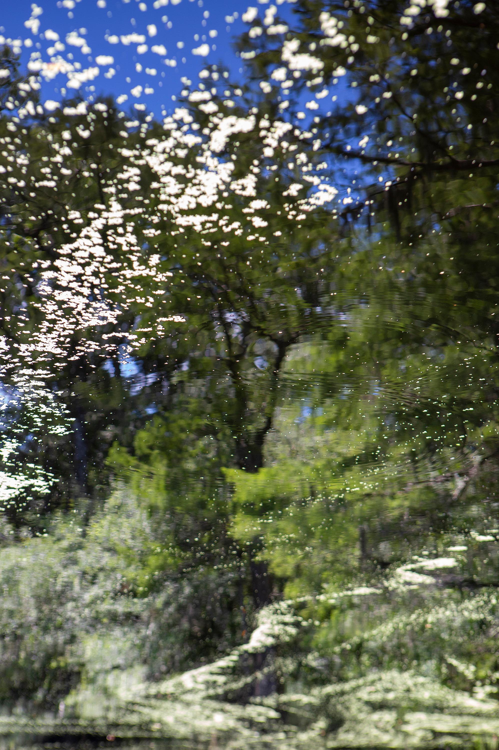 Naturaleza Pintura Ebenezer nº 1 - pantano - agua - fotografía sureña - Photograph de Cecilia Montalvo & Charlie McCullers