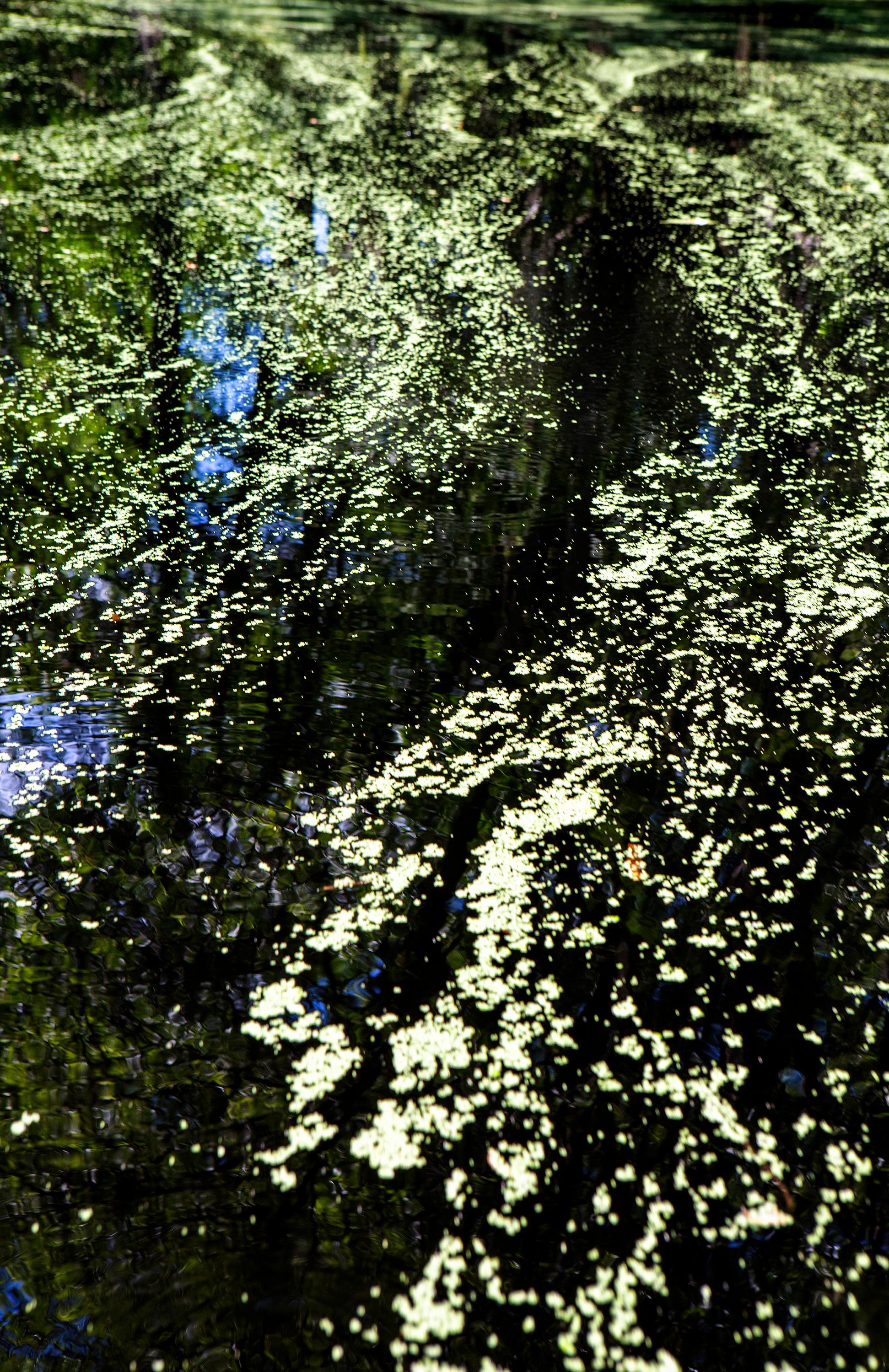 Nature Painting Ebenezer No. 3 - swamp - water - southern photography - Photograph by Cecilia Montalvo & Charlie McCullers