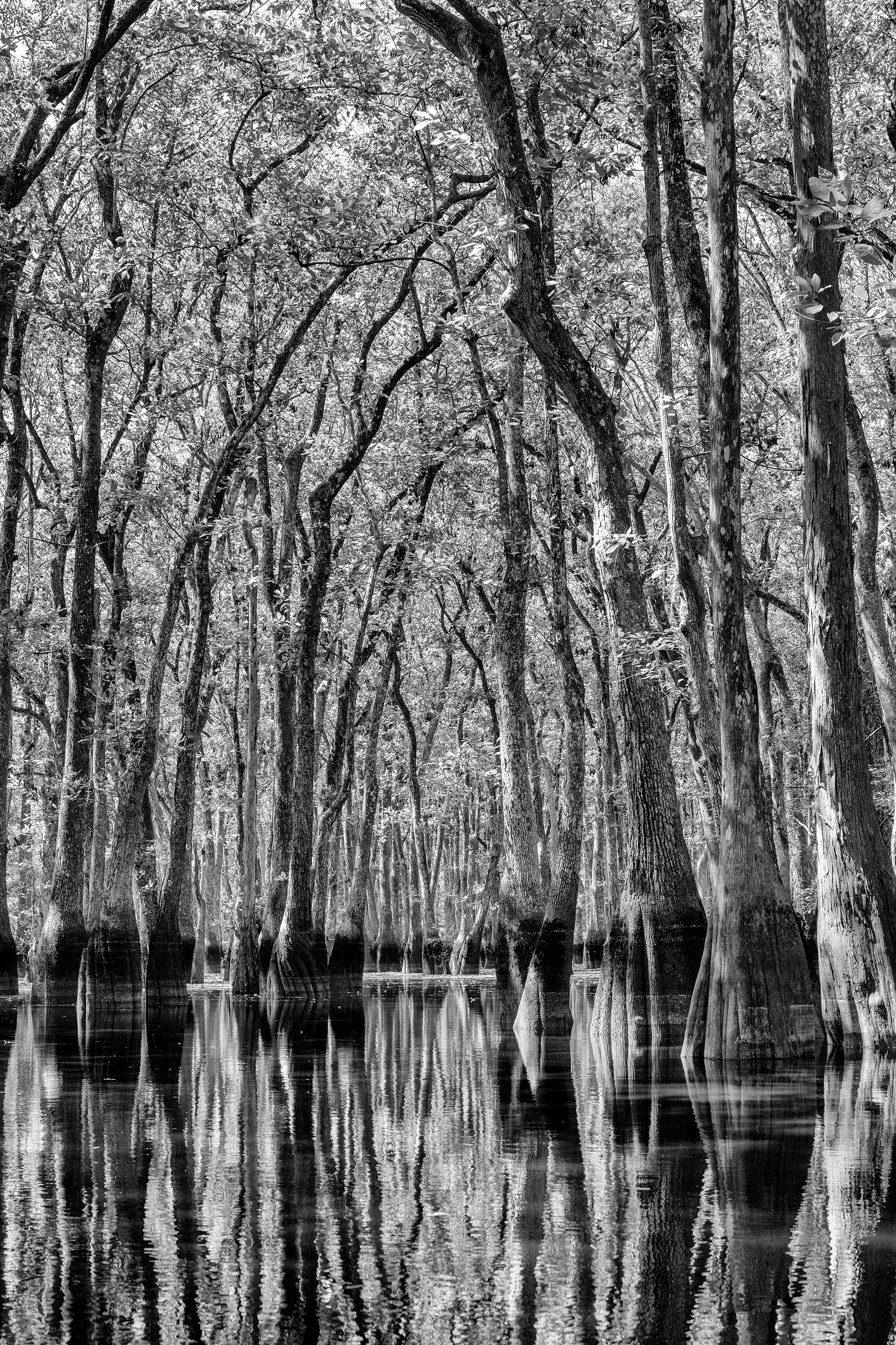 Cecilia Montalvo & Charlie McCullers Landscape Photograph – „Sanctuary“ – Ebenizer Creek Südfotografie, Bäume, Sumpf
