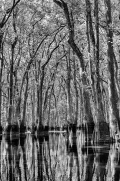 „Sanctuary“ – Ebenizer Creek Südfotografie, Bäume, Sumpf