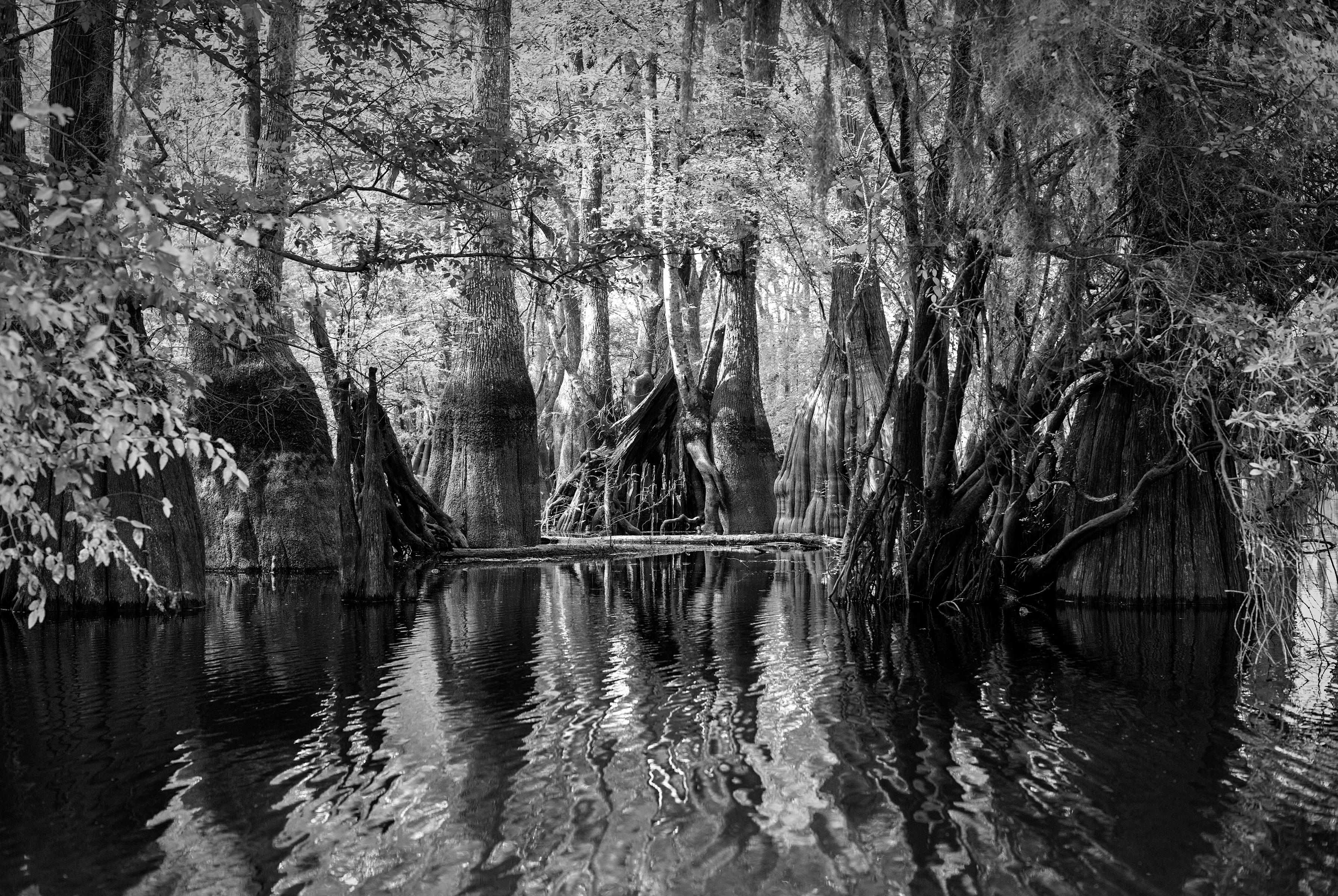 Cecilia Montalvo & Charlie McCullers Black and White Photograph - 'Sanctuary' - Ebenizer Creek southern photography, trees, swamp