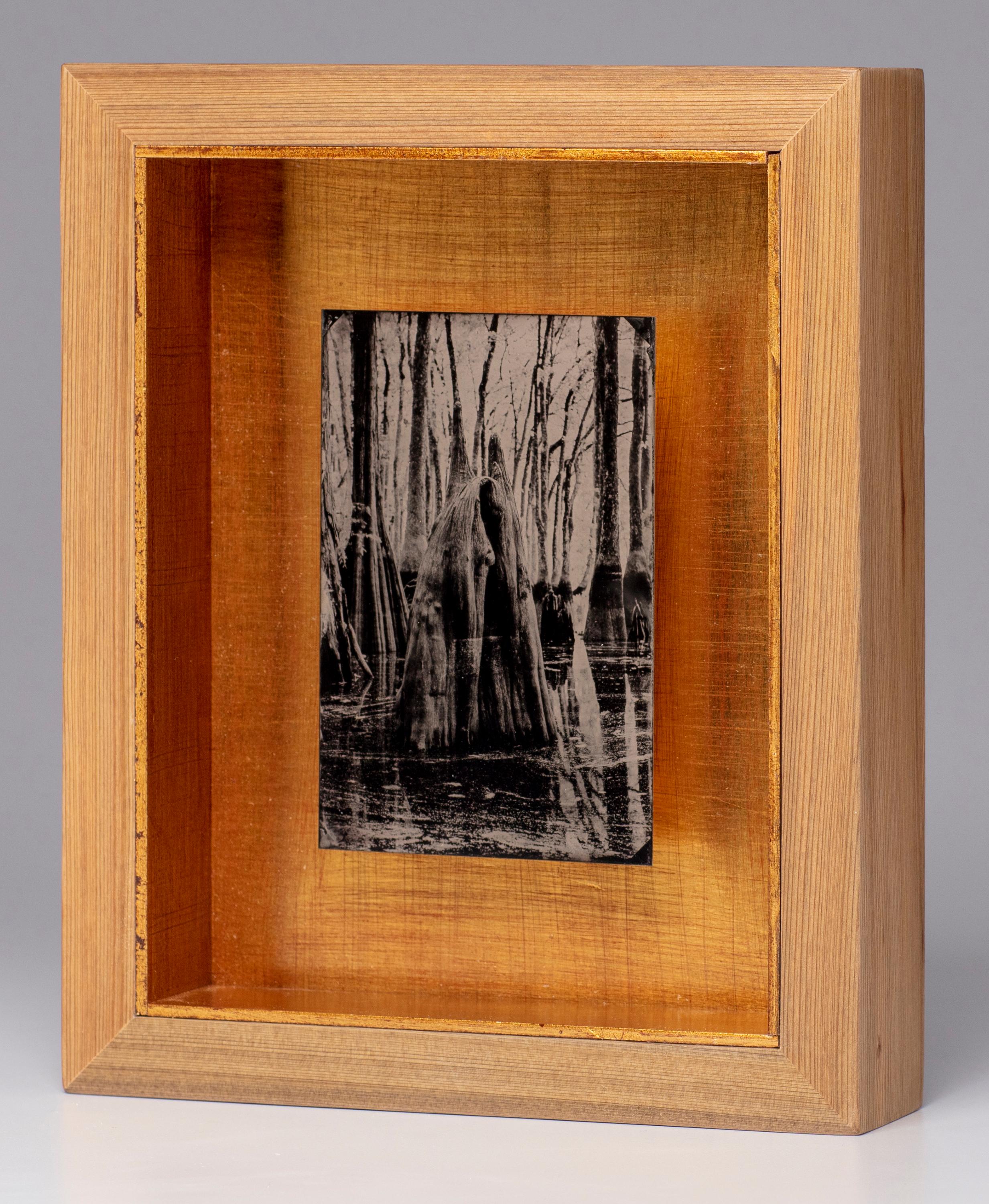 Shrouded - wet plate collodion - landscape photography - swamp - water - Photograph by Cecilia Montalvo & Charlie McCullers