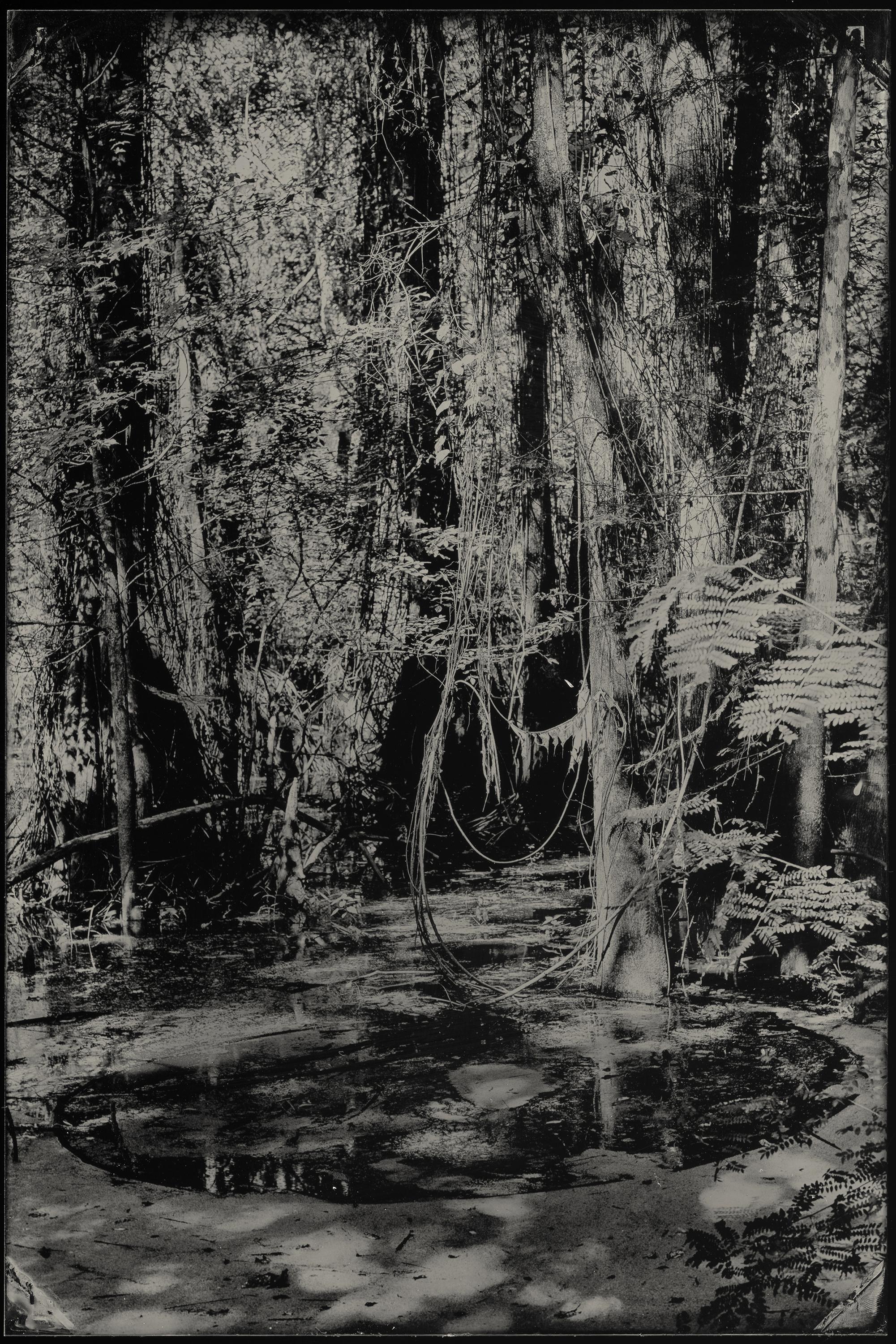 Tied Together Life - wet plate collodion - swamp - water - southern photography - Photograph by Cecilia Montalvo & Charlie McCullers