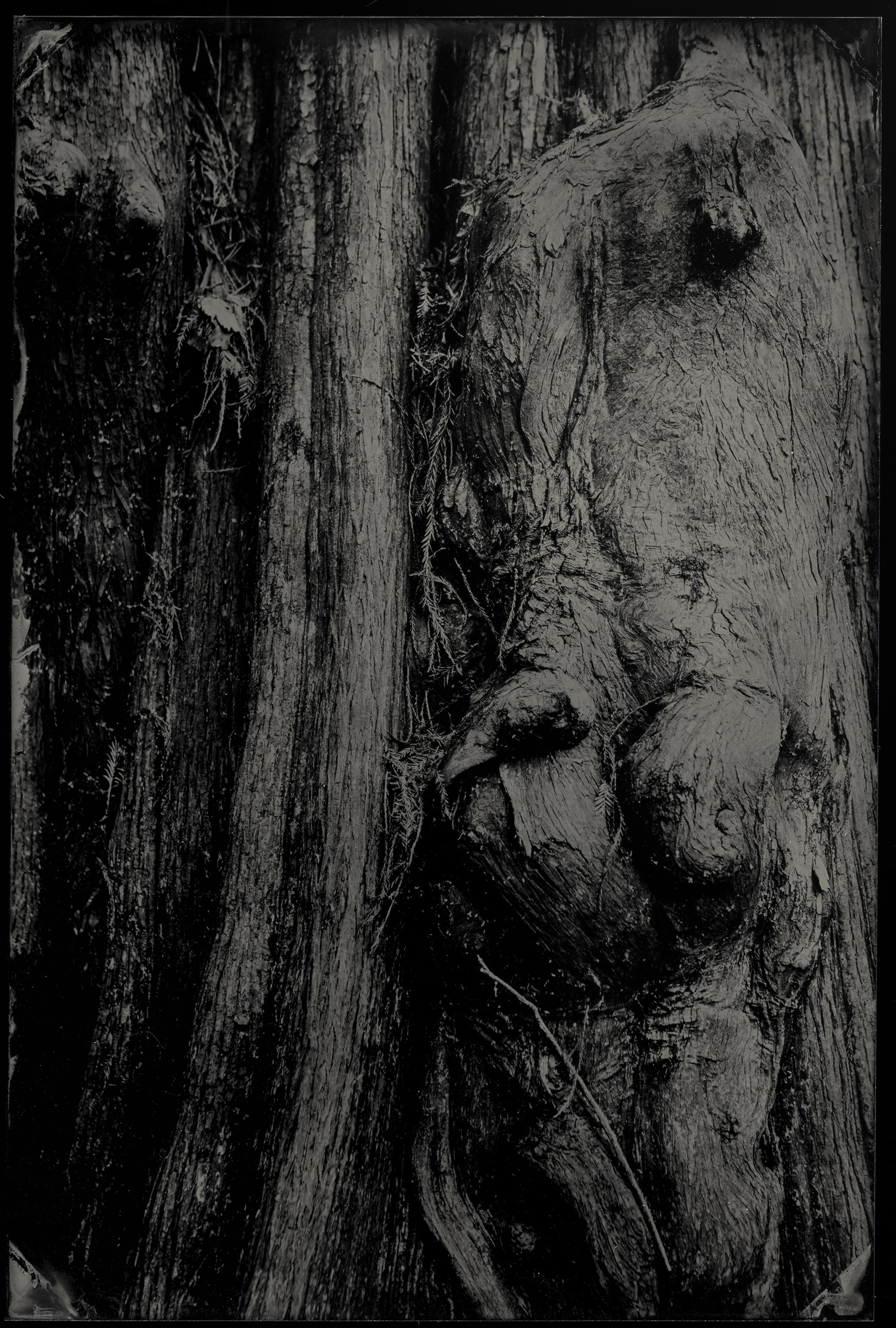 Witness No. 14 - Nasseplatte Collodion - Fluss - Wasser - Südliche Fotografie – Photograph von Cecilia Montalvo & Charlie McCullers