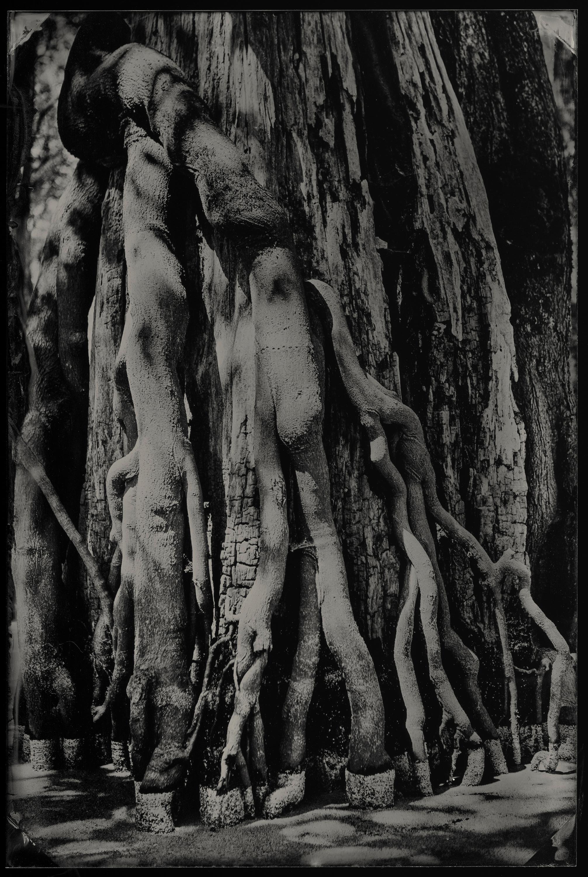 Witness No. 19 - wet plate collodion - swamp - water - southern photography - Photograph by Cecilia Montalvo & Charlie McCullers