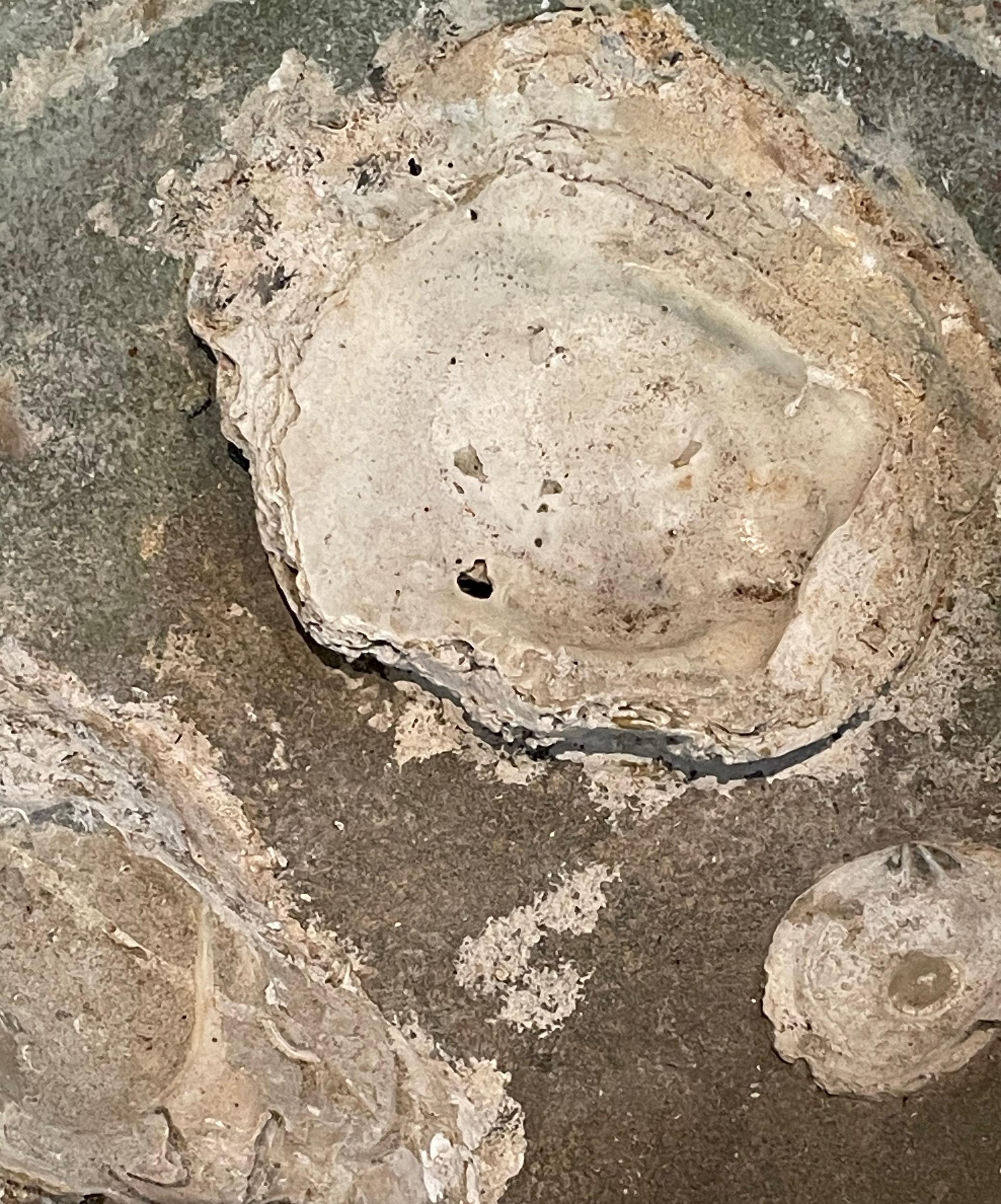 Ceramic Celadon 16th Century Sawankhalok Fossil Embedded Ship Wreck Bowl, Thailand For Sale