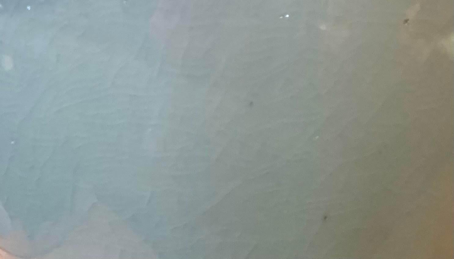 celadon lamp