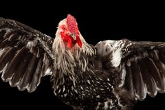 Celebrate American Poultry with this Taxidermy Silver Laced Wyandotte Rooster