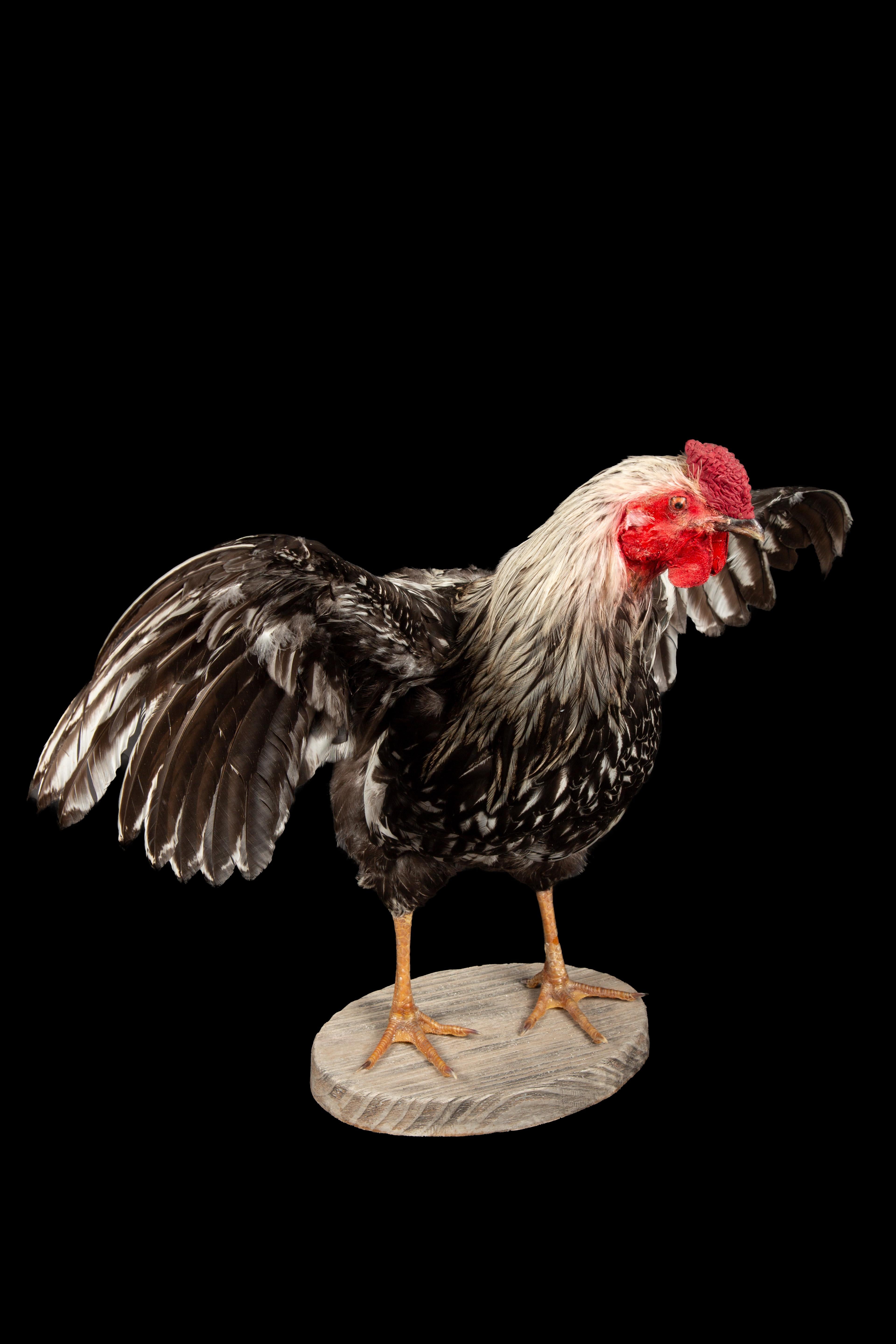 silver wyandotte rooster