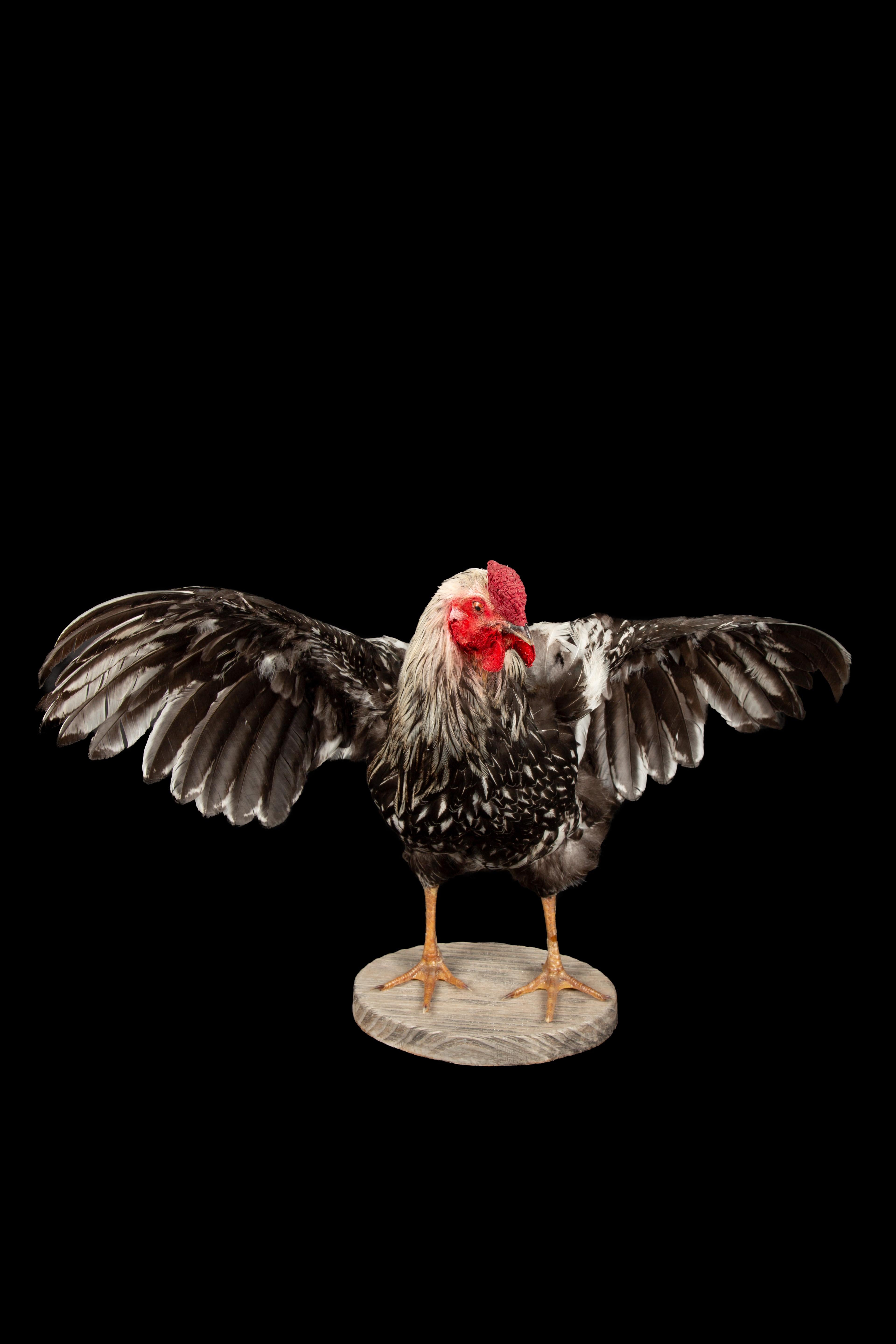 Victorian Celebrate American Poultry with this Taxidermy Silver Laced Wyandotte Rooster For Sale
